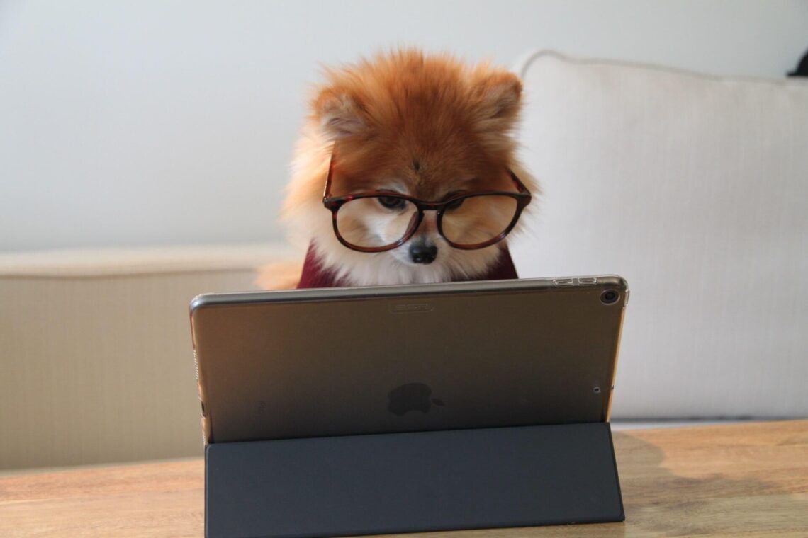 hunden sidder foran computer og hjælper med research af målgruppe